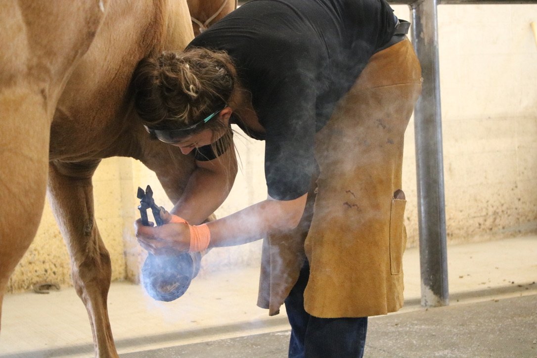 How Long Is Farrier School: Duration, Requirements & More