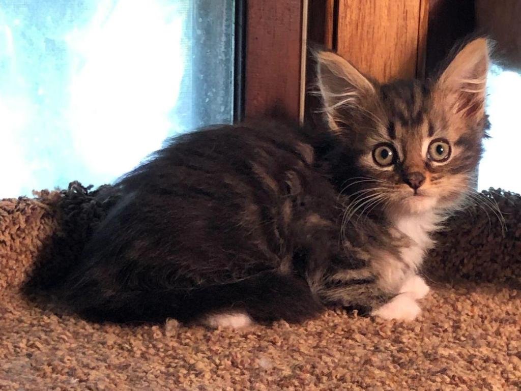 Decoding How To Tell If My Kitten Is A Maine Coon