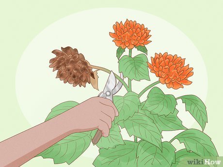 Expert Guide: How To Trim Dahlias Like A Pro