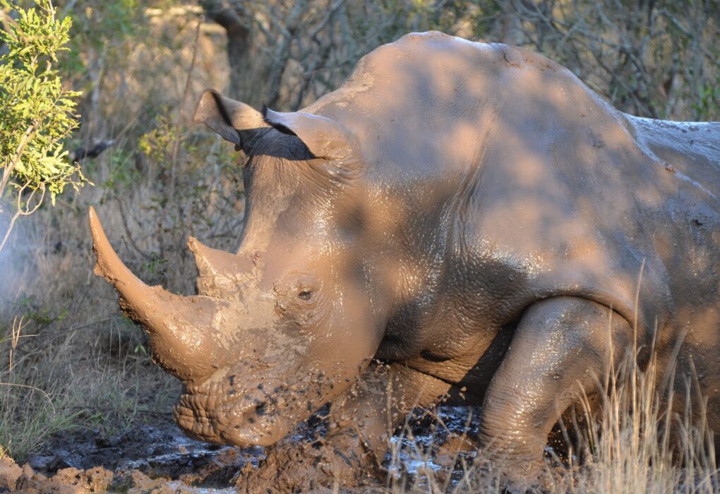 Mpumalanga Rhinos match prediction