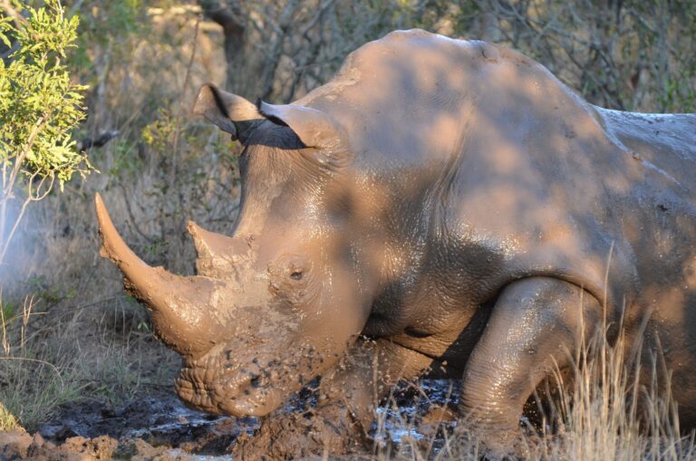 Mpumalanga Rhinos match prediction